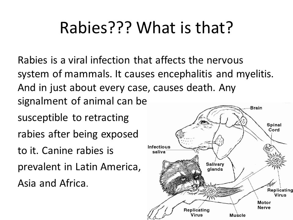 Rabies. Rabies??? What is that? Rabies is a viral infection that affects  the nervous system of mammals. It causes encephalitis and myelitis. And in  just. - ppt download
