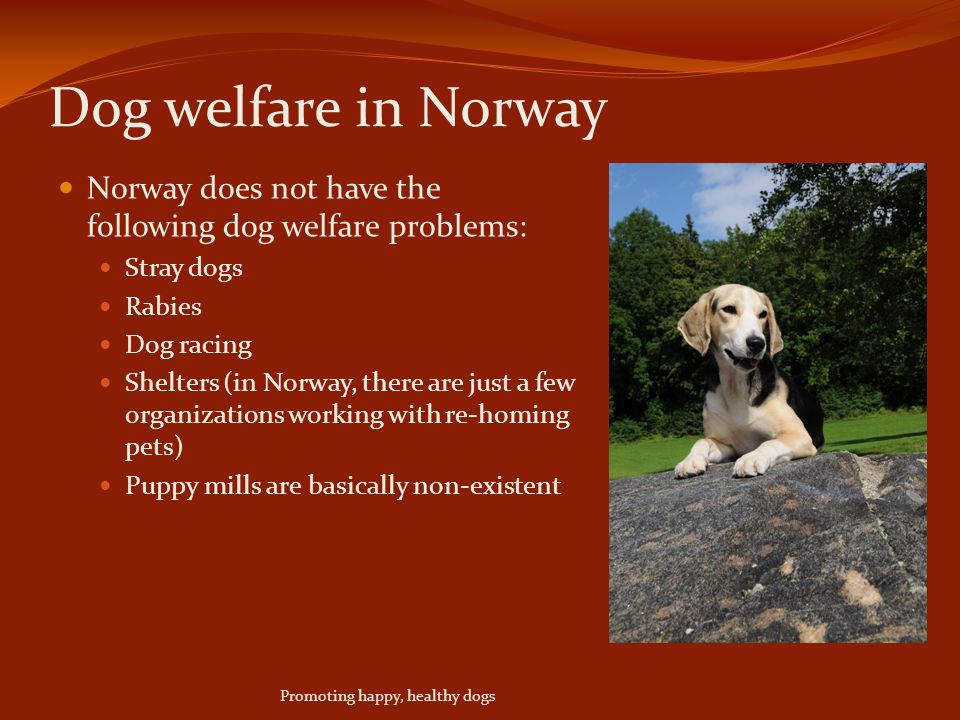Dog welfare in Norway Norway does not have the following dog welfare problems: Stray dogs Rabies Dog racing Shelters (in Norway, there are just a few organizations working with re-homing pets) Puppy mills are basically non-existent Promoting happy, healthy dogs