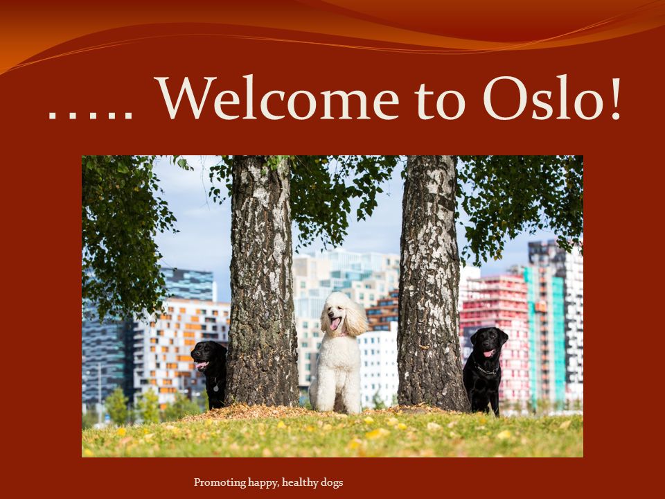 ….. Welcome to Oslo! Promoting happy, healthy dogs
