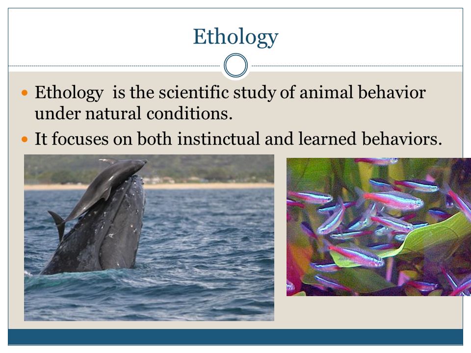 Animal Behavior. Ethology Ethology is the scientific study of animal  behavior under natural conditions. It focuses on both instinctual and  learned behaviors. - ppt download