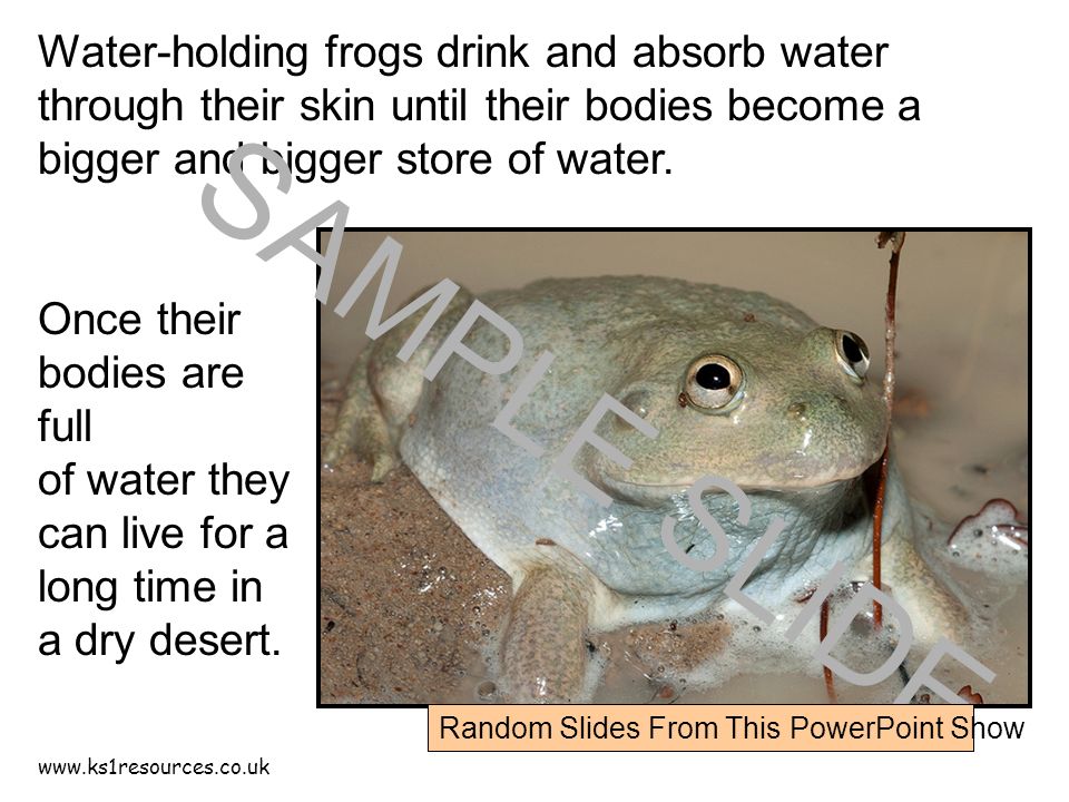 Water-holding frogs drink and absorb water through their skin until their bodies become a bigger and bigger store of water.