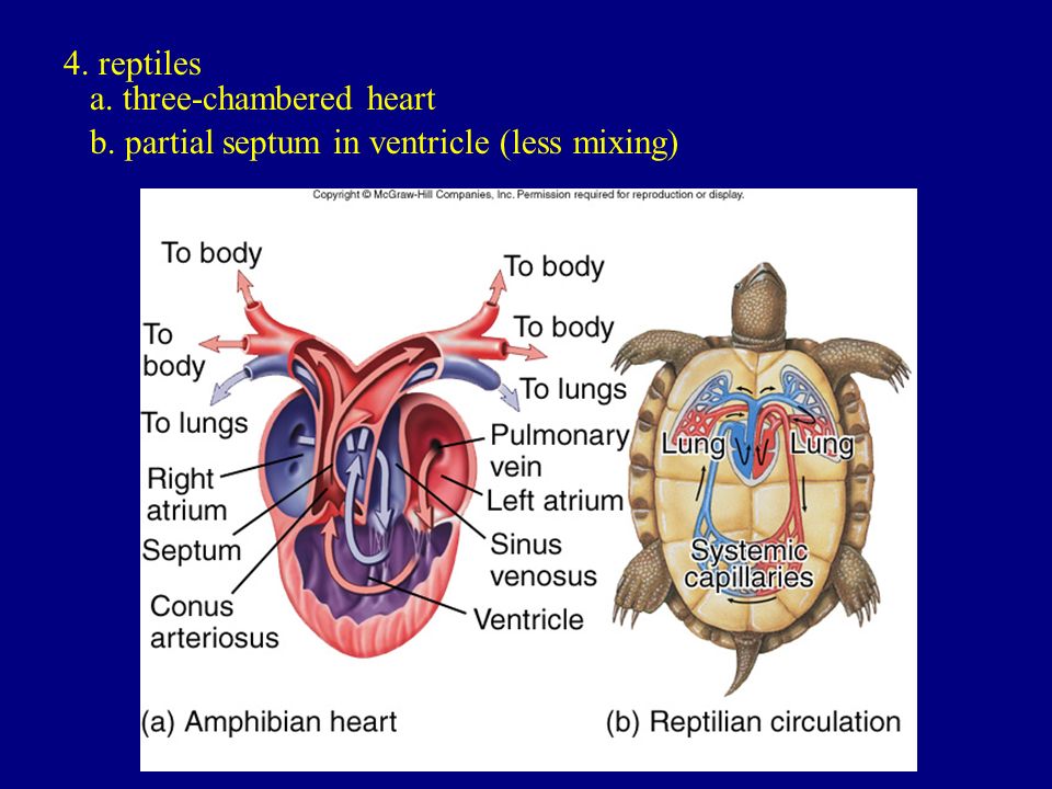 I. Circulation A. Circulatory systems 1. gastrovascular cavity - very  simple - flatworms. - ppt download