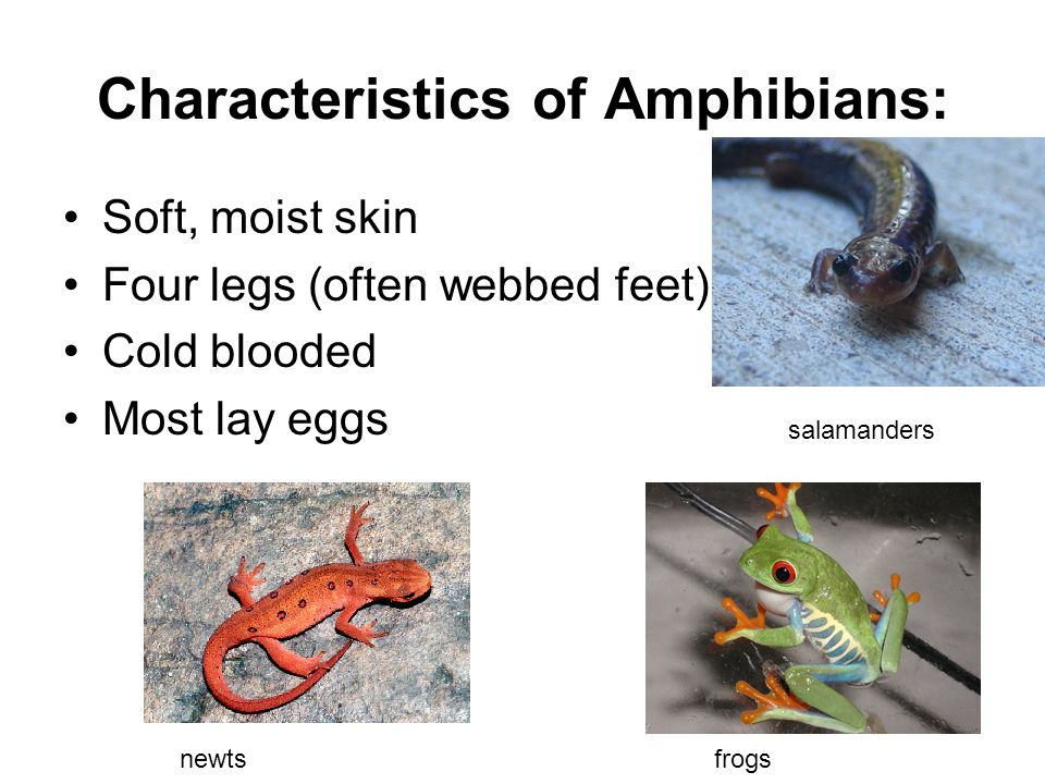 Classifying Animals:. Animals with a backbone are called vertebrates.  Scientists put all vertebrates together into one group in the animal  kingdom. Vertebrates. - ppt download
