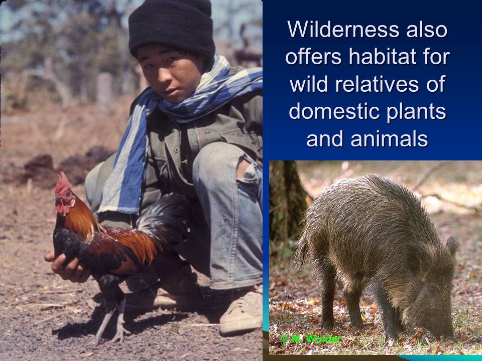 Wilderness also offers habitat for wild relatives of domestic plants and animals