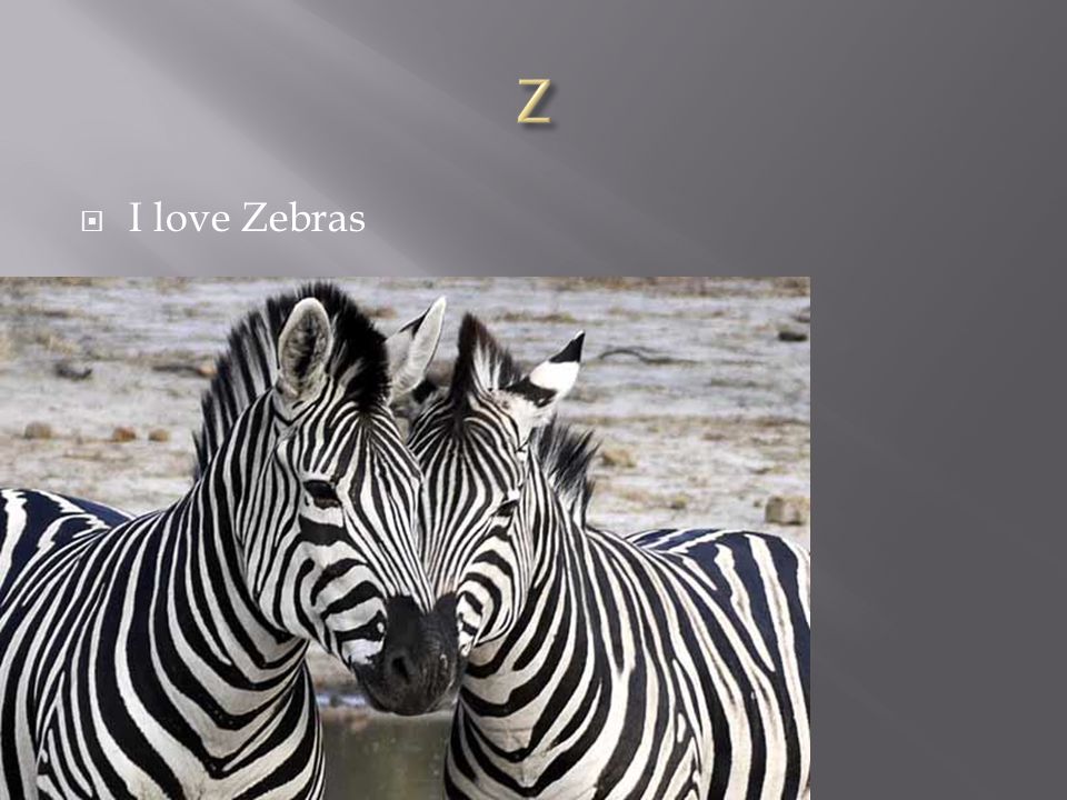  I love Zebras