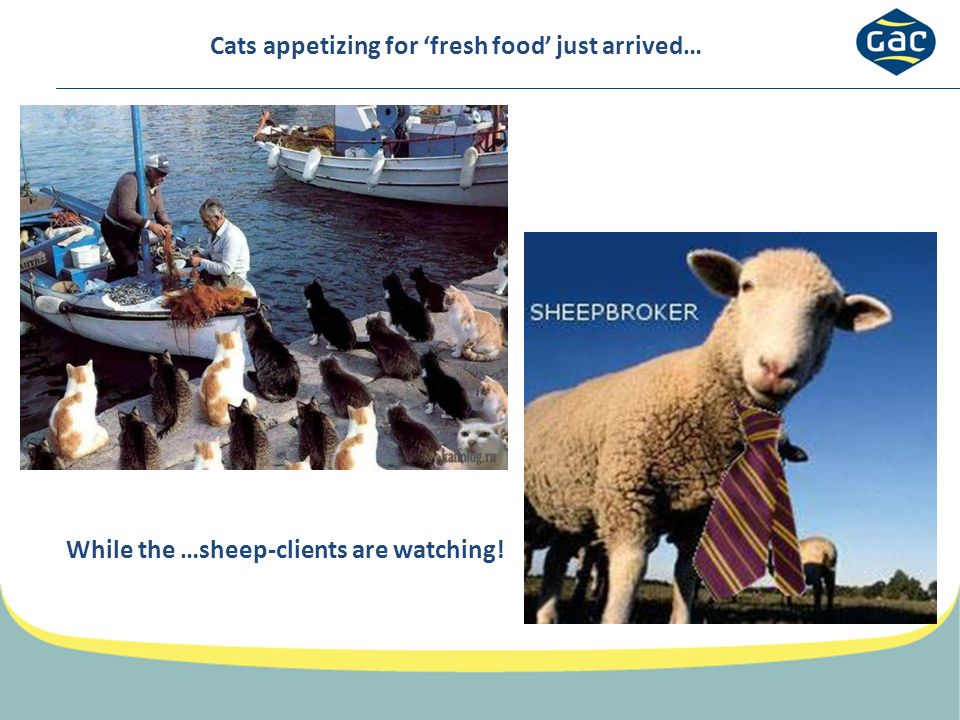 Cats appetizing for ‘fresh food’ just arrived… While the …sheep-clients are watching!