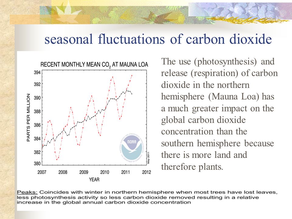 seasonal fluctuations of carbon dioxide The use (photosynthesis) and release (respiration) of carbon dioxide in the northern hemisphere (Mauna Loa) has a much greater impact on the global carbon dioxide concentration than the southern hemisphere because there is more land and therefore plants.