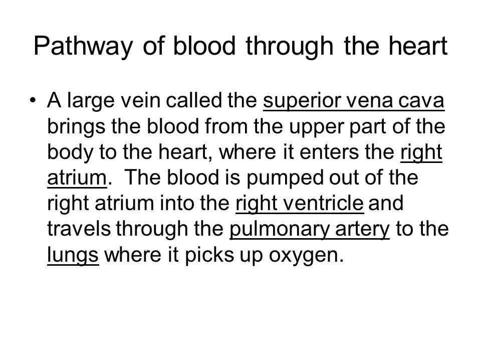 Pathway of blood through the heart A large vein called the superior vena cava brings the blood from the upper part of the body to the heart, where it enters the right atrium.