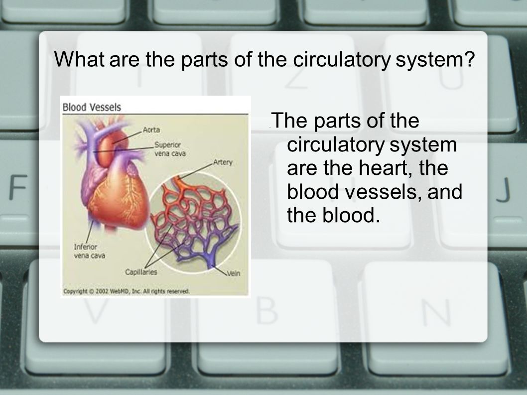 What are the parts of the circulatory system .