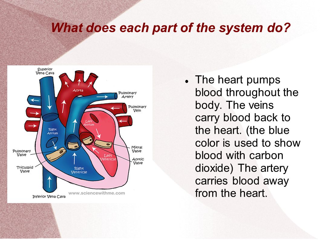 What does each part of the system do. The heart pumps blood throughout the body.