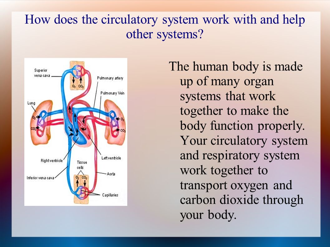 How does the circulatory system work with and help other systems.