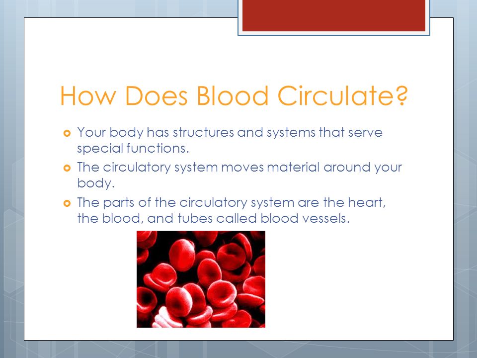How Does Blood Circulate.  Your body has structures and systems that serve special functions.
