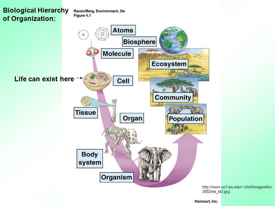 biology biology exploring life