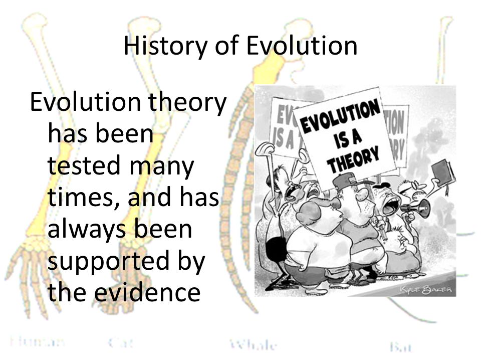 History of Evolution Evolution theory has been tested many times, and has always been supported by the evidence