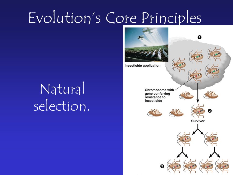 Nothing in biology makes sense except in the light of evolution. – Theodosius Dobzhansky Evolution Charles Darwin in later years. - ppt download