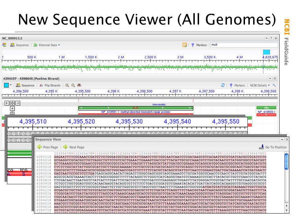 Ncbi Fieldguide Ncbi Molecular Biology Resources Part 2 November 08 Peter Cooper Ppt Download Ncbi Fieldguide Ncbi Molecular Biology Resources Part 2 November 08 Peter Cooper Ppt Download