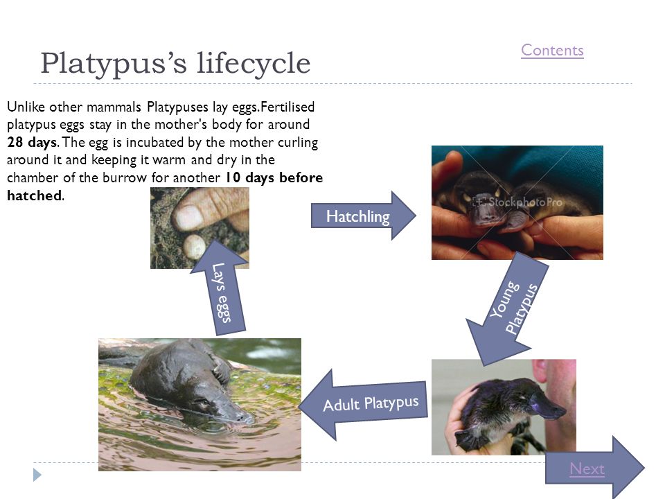 Animal Classes Contents Platypus Tuatara Reptiles Reptiles How Long The Egg Takes To Hatch The Young Mating And Eggs Dangers Cool Facts Tuatara Reptile S Ppt Download Animal Classes Contents Platypus Tuatara Reptiles Reptiles How Long The Egg Takes To Hatch The Young Mating And Eggs Dangers Cool Facts Tuatara Reptile S Ppt Download