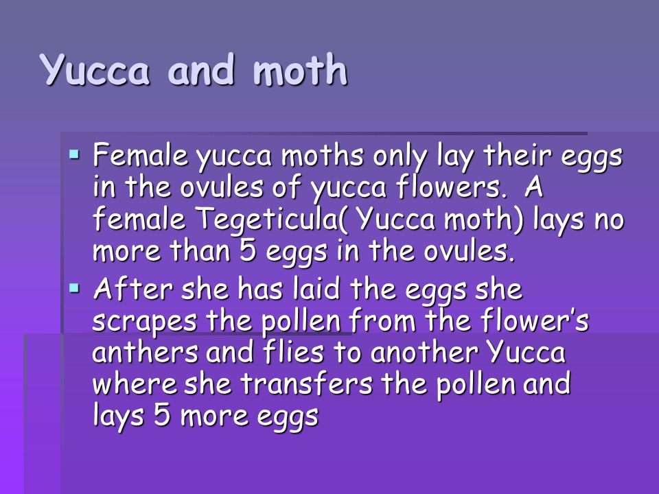 Yucca and moth  Female yucca moths only lay their eggs in the ovules of yucca flowers.