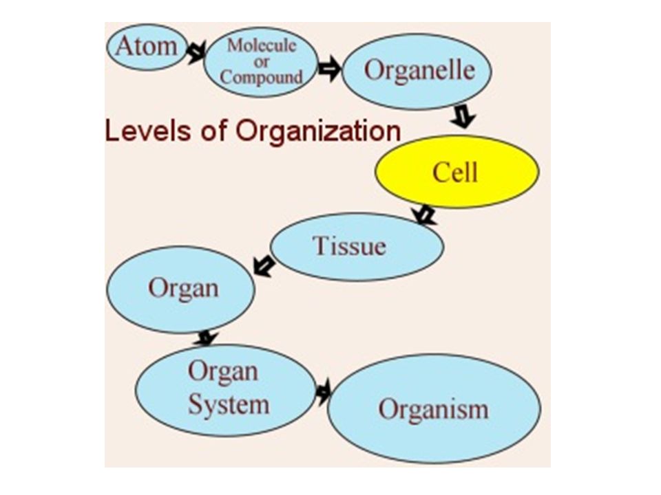 Cell, Tissue, Organ, Organ System, Organism. Cell, Tissue, Organ, Organ System, Organism Sheep. 6 Level topic.