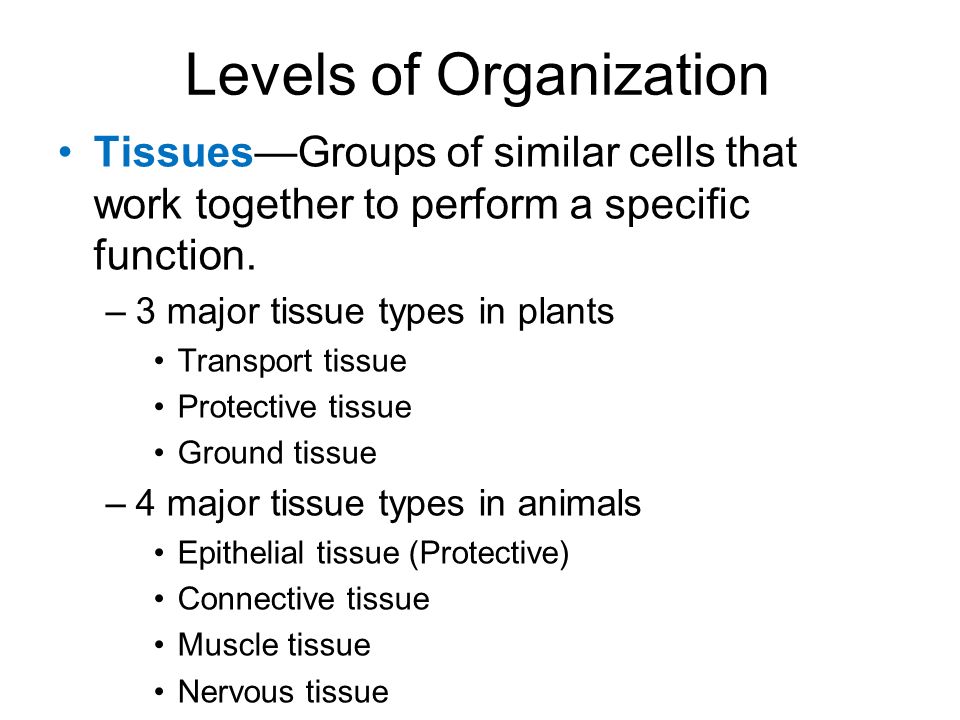 Levels of Organization Identify cells, tissues, organs, organ systems,  organisms, populations, communities, and ecosystems as levels of  organization in. - ppt download