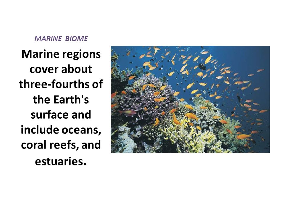 MARINE BIOME Marine regions cover about three-fourths of the Earth s surface and include oceans, coral reefs, and estuaries.