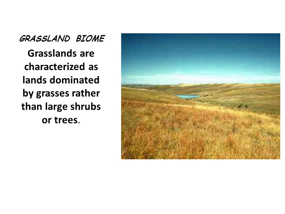 GRASSLAND BIOME Grasslands are characterized as lands dominated by grasses rather than large shrubs or trees.