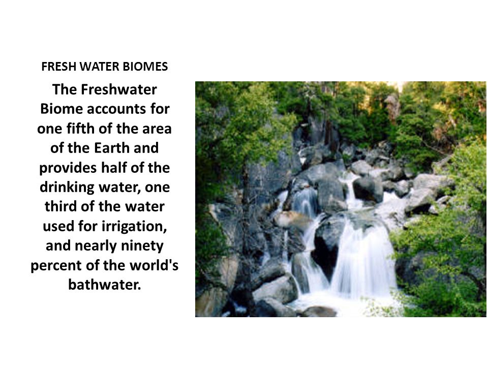 FRESH WATER BIOMES The Freshwater Biome accounts for one fifth of the area of the Earth and provides half of the drinking water, one third of the water used for irrigation, and nearly ninety percent of the world s bathwater.