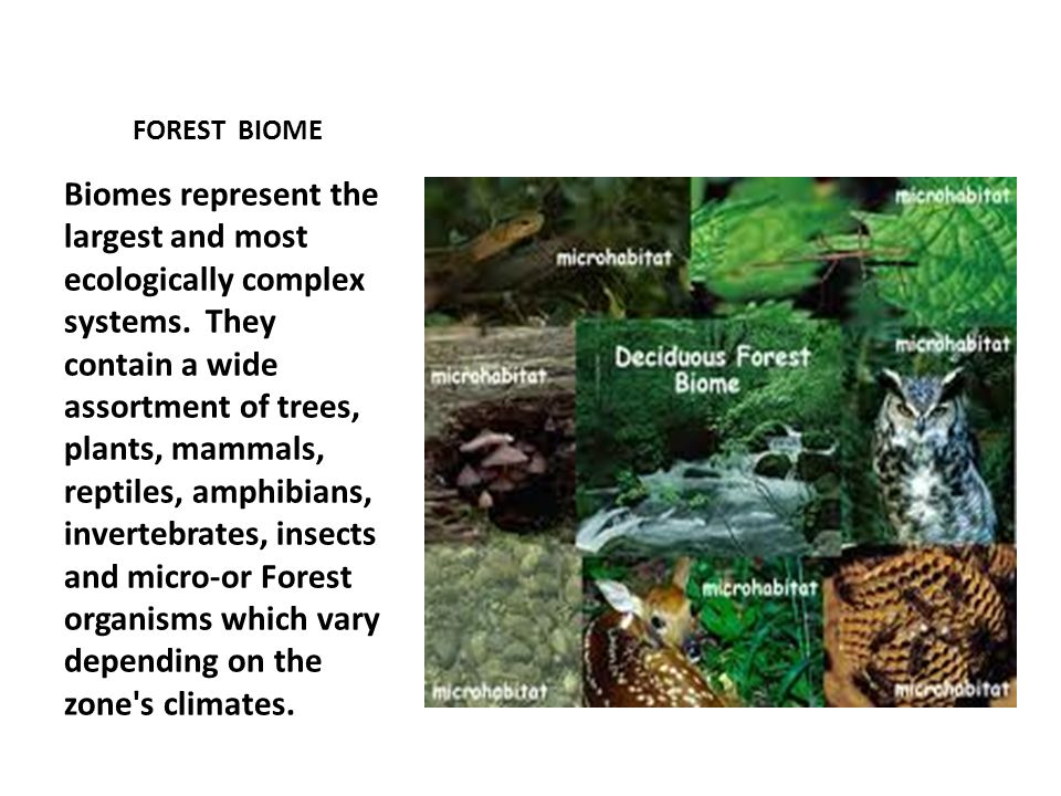 FOREST BIOME Biomes represent the largest and most ecologically complex systems.