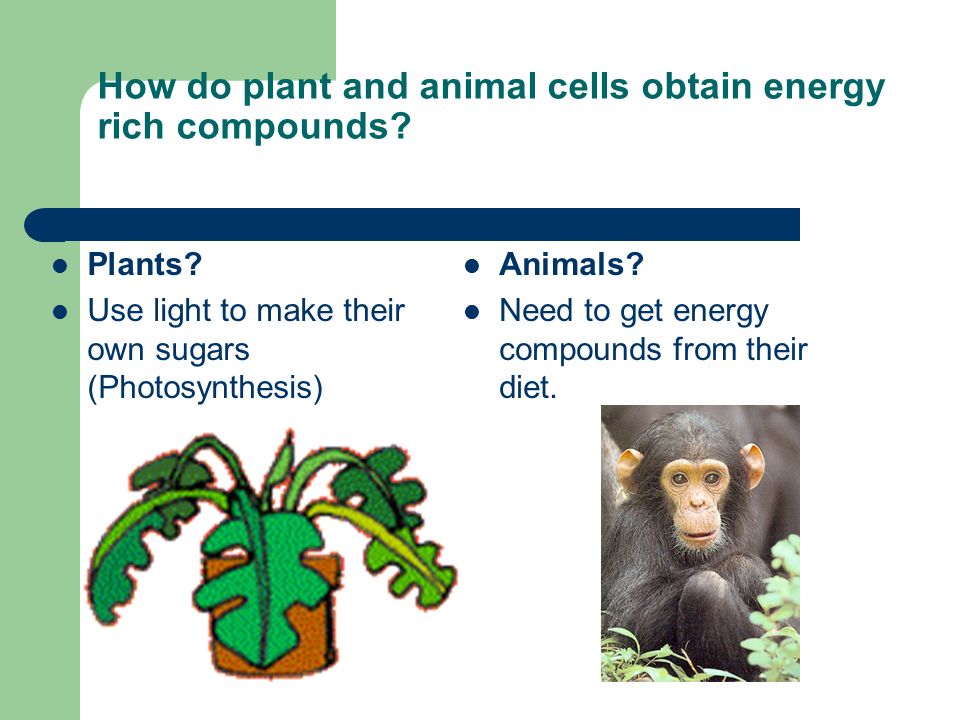 Energy All chemical processes in the cell require energy. Both plant and  animal cells obtain energy from “ energy-rich” compounds, such as glucose  (sugar) - ppt download
