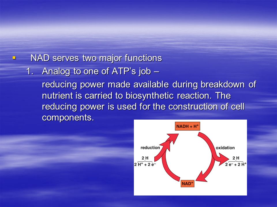  NAD serves two major functions 1.Analog to one of ATP’s job – reducing power made available during breakdown of nutrient is carried to biosynthetic reaction.