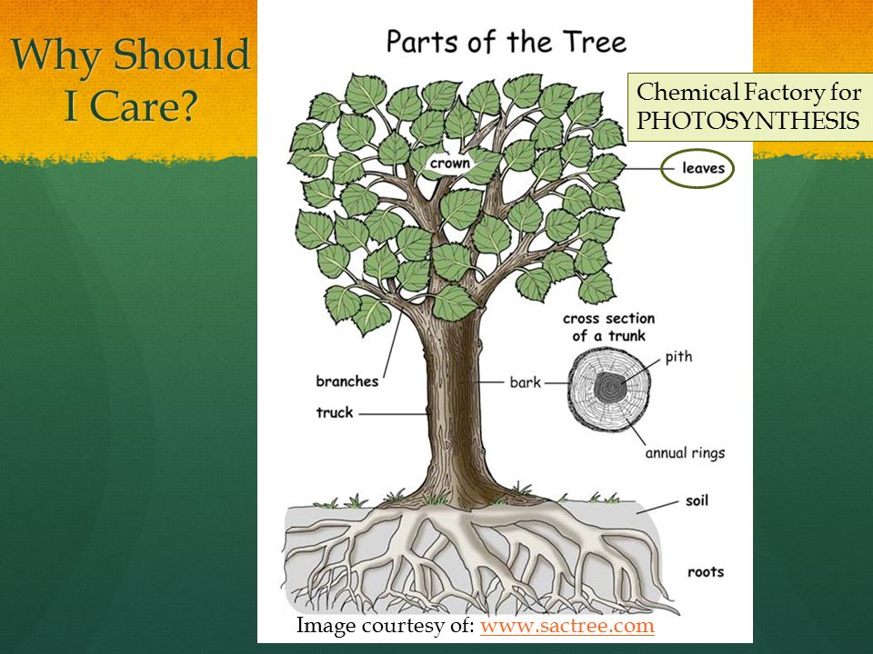 Trees! Giants Among Plants. What is it about plants that makes them so  special? What is it about plants that makes them so special? How are trees  different. - ppt download