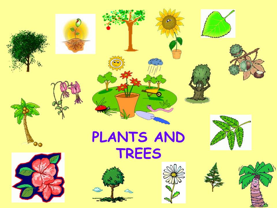 Plants kinds. Растения на английском. Plants надпись. Plants and Trees английский. Plants картинка с надписью.