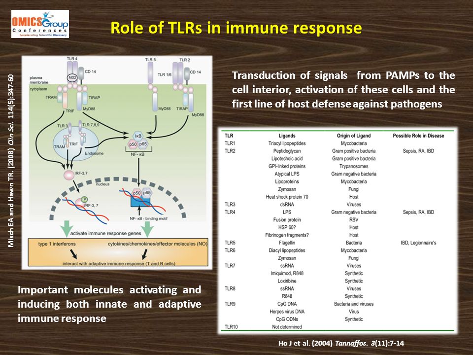 Role of TLRs in immune response Transduction of signals from PAMPs to the cell interior, activation of these cells and the first line of host defense against pathogens Important molecules activating and inducing both innate and adaptive immune response Misch EA and Hawn TR.