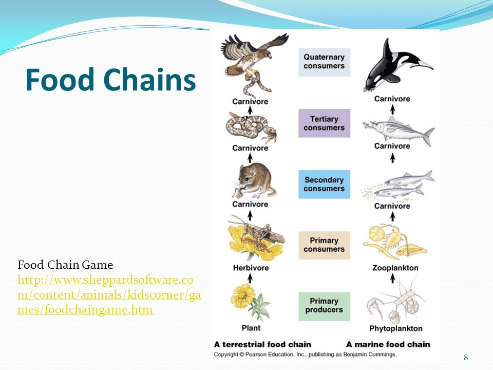 Roles in the Ecosystem 1. Producers Autotrophic Make food energy  (carbohydrates/calories) from sun, water, carbon dioxide Support the entire food  chain. - ppt download