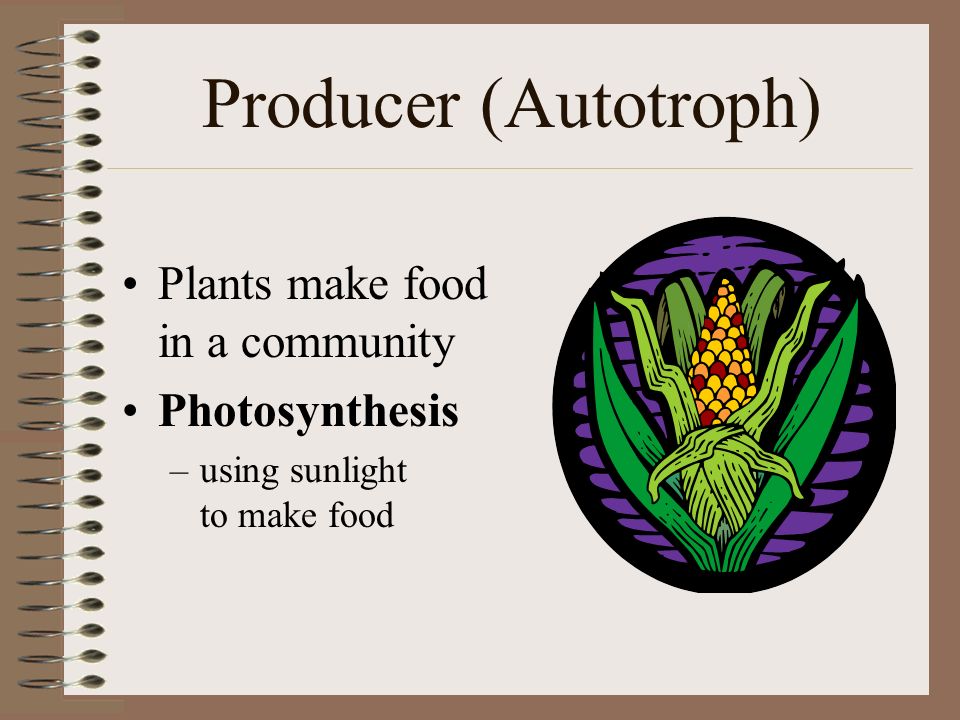 Producer (Autotroph) Plants make food in a community Photosynthesis –using sunlight to make food