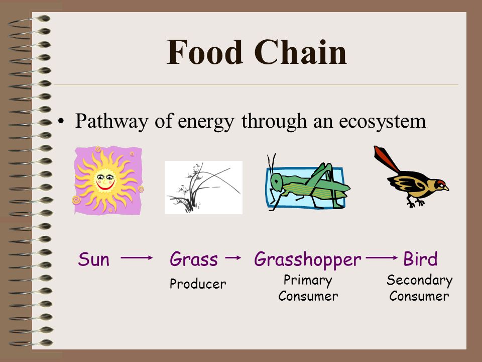 Food Chain Pathway of energy through an ecosystem Sun Grass Producer Grasshopper Primary Consumer Bird Secondary Consumer