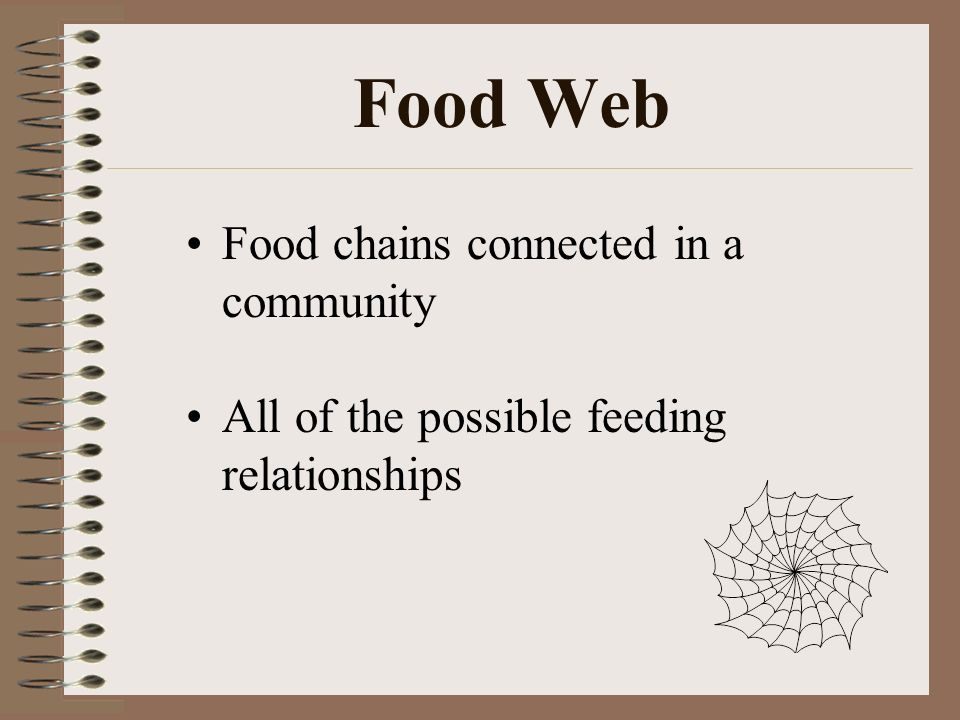 Food Web Food chains connected in a community All of the possible feeding relationships