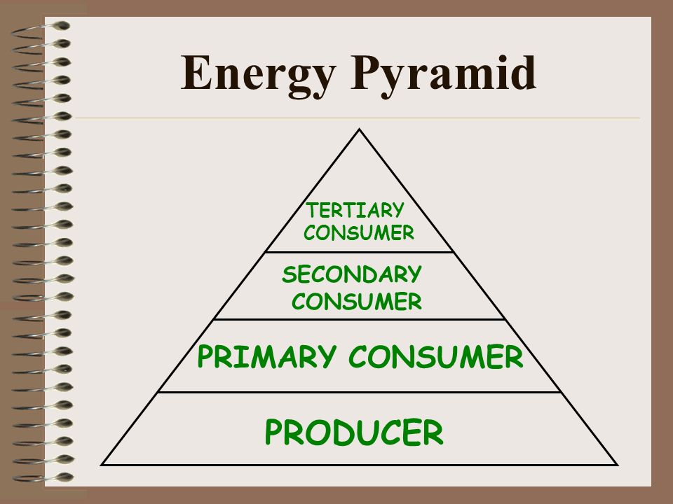 Energy Pyramid PRODUCER PRIMARY CONSUMER SECONDARY CONSUMER TERTIARY CONSUMER