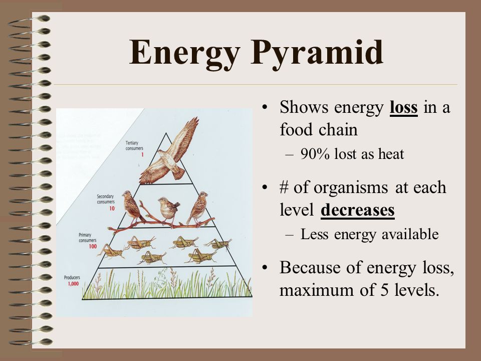 Energy Pyramid Shows energy loss in a food chain –90% lost as heat # of organisms at each level decreases –Less energy available Because of energy loss, maximum of 5 levels.