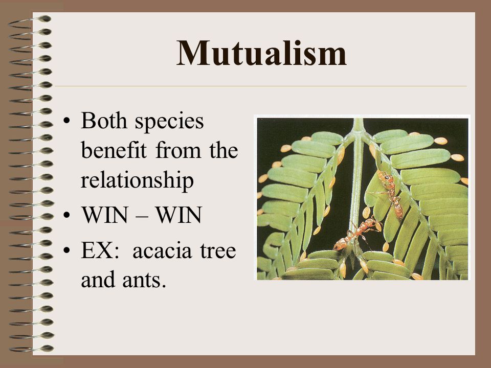 Mutualism Both species benefit from the relationship WIN – WIN EX: acacia tree and ants.