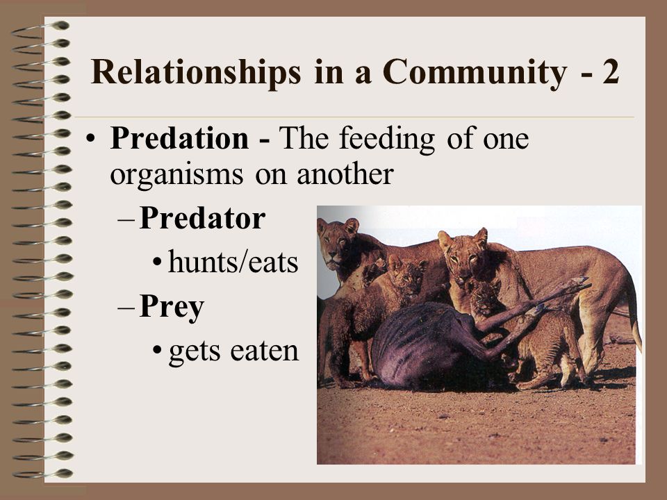 Relationships in a Community - 2 Predation - The feeding of one organisms on another –Predator hunts/eats –Prey gets eaten