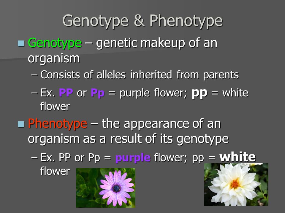 Genetic Makeup Of An Organism Cool 6060 Genetic Crosses Help To Predict The Genetic Makeup Appearance Genetic Makeup Of An Organism Cool 6060 Genetic Crosses Help To Predict The Genetic Makeup Appearance