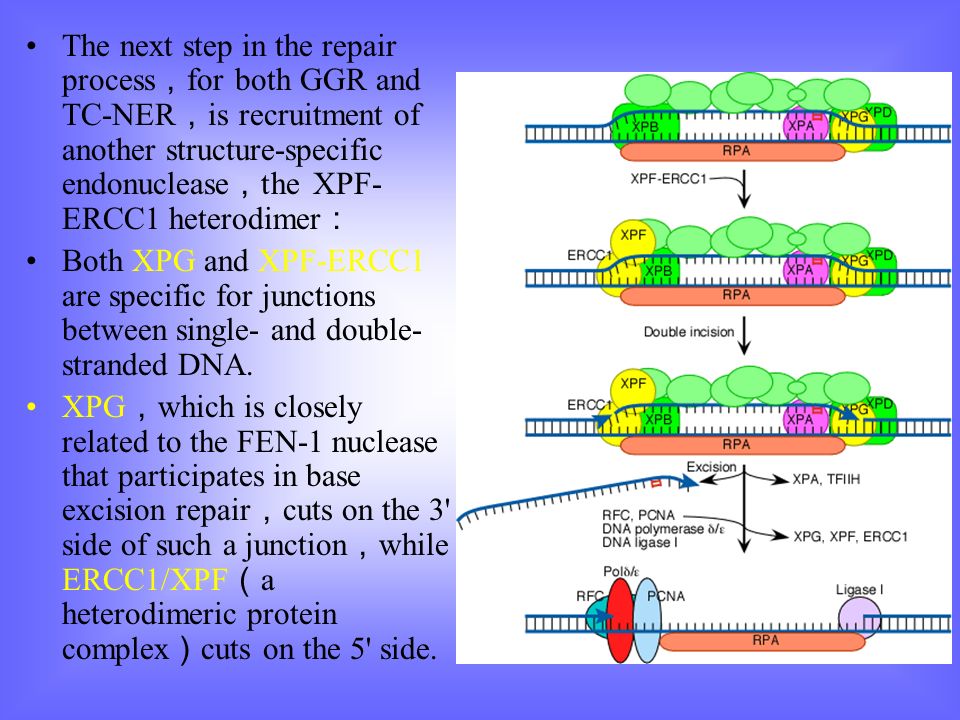 The next step in the repair process ， for both GGR and TC-NER ， is recruitment of another structure-specific endonuclease ， the XPF- ERCC1 heterodimer ： Both XPG and XPF-ERCC1 are specific for junctions between single- and double- stranded DNA.