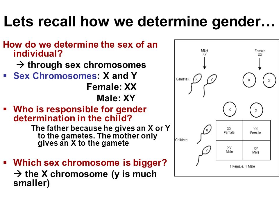the x and y chromosomes determine sex Bitches squrtin and gettin fucked
