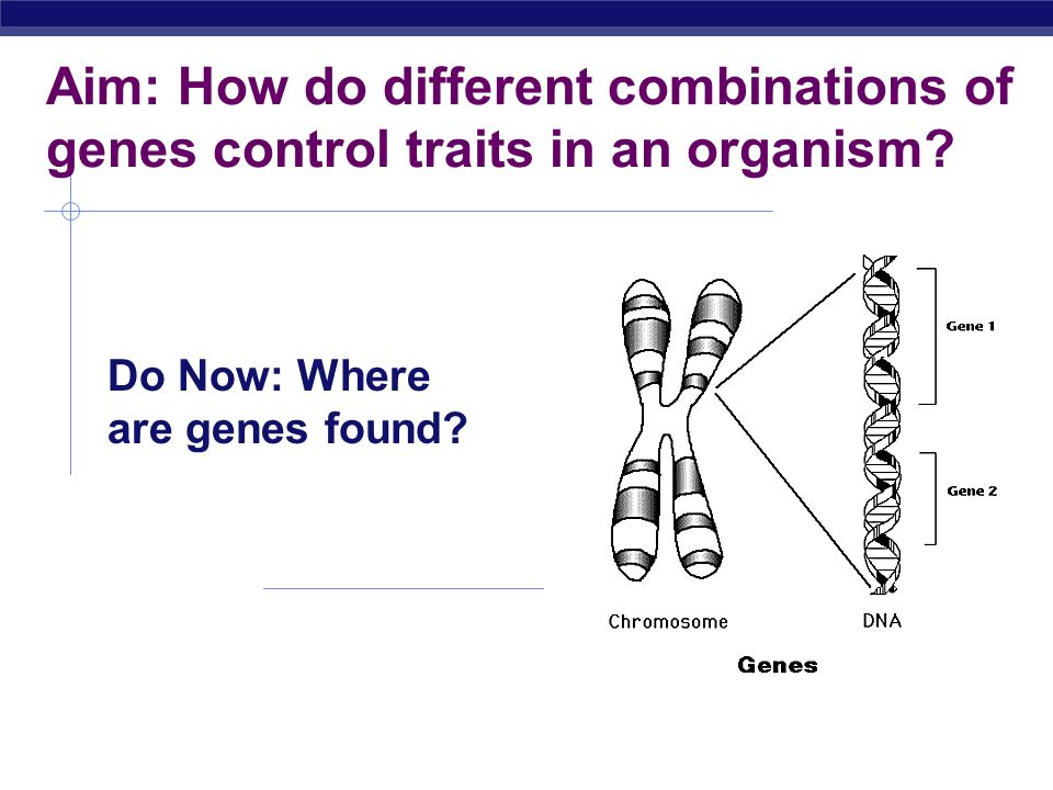 Aim: How do different combinations of genes control traits in an organism.