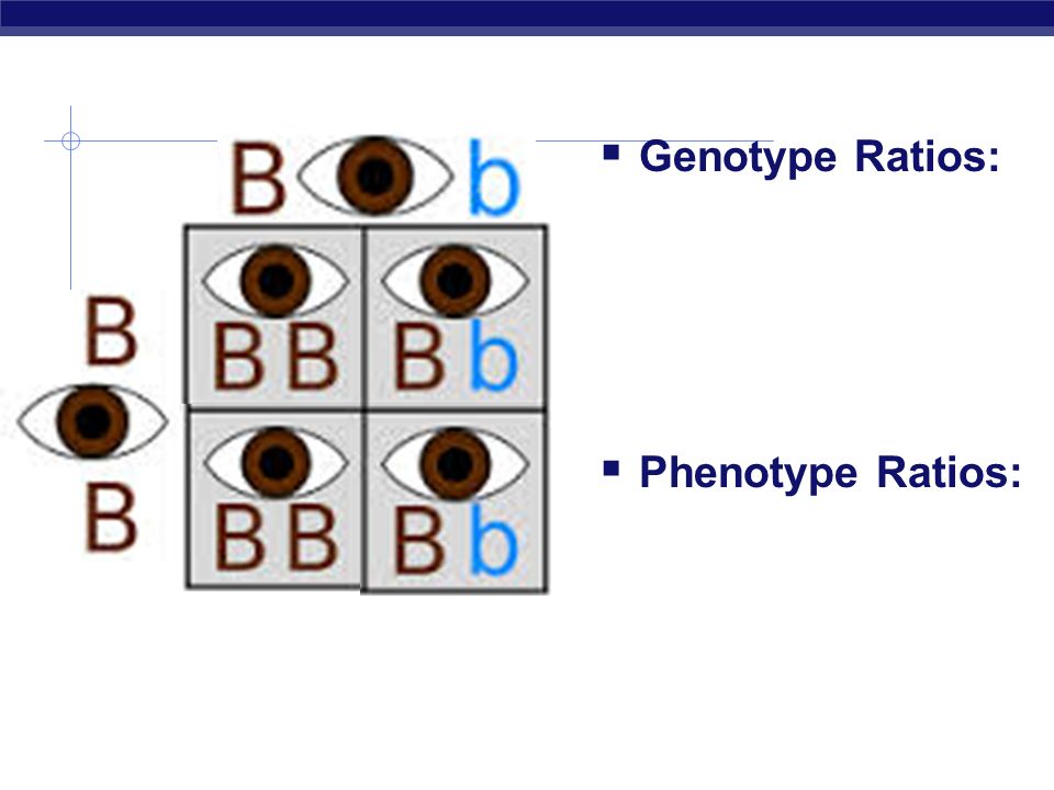  Genotype Ratios:  Phenotype Ratios: