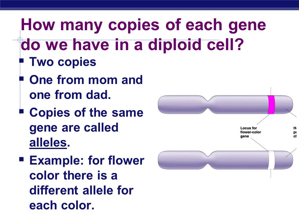 How many copies of each gene do we have in a diploid cell.