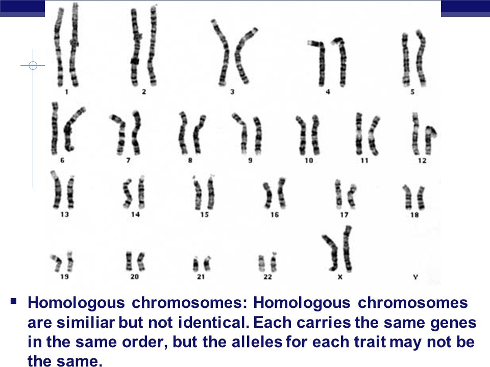  Homologous chromosomes: Homologous chromosomes are similiar but not identical.
