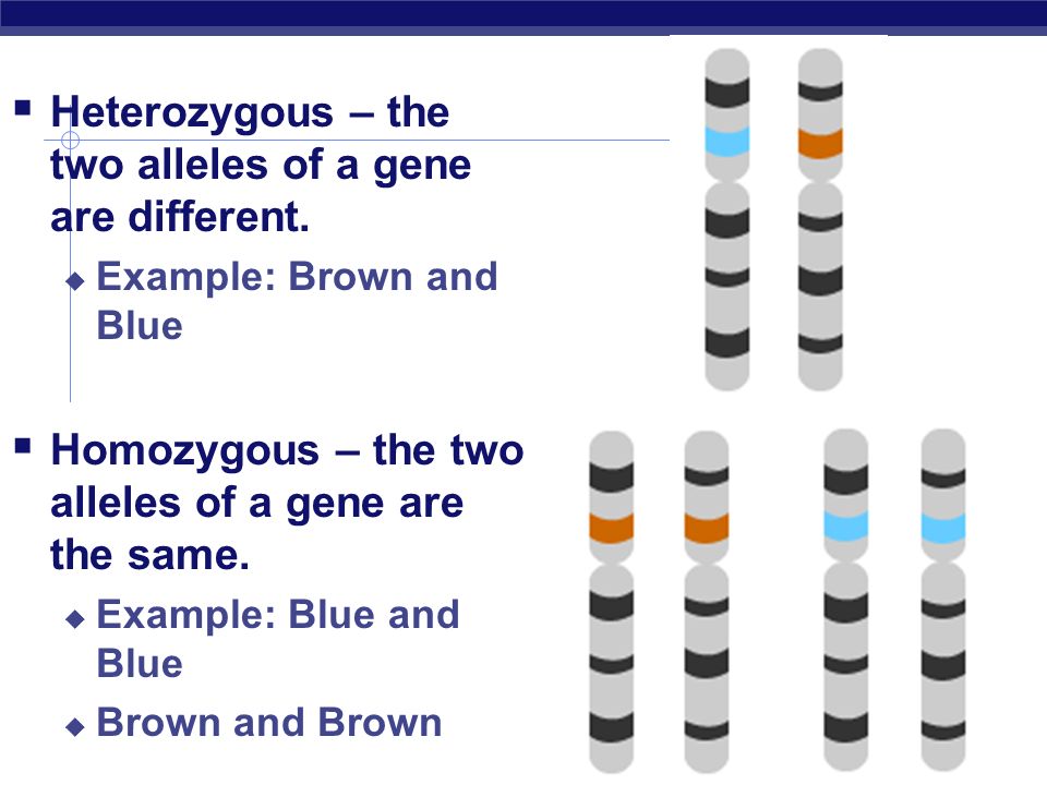  Heterozygous – the two alleles of a gene are different.
