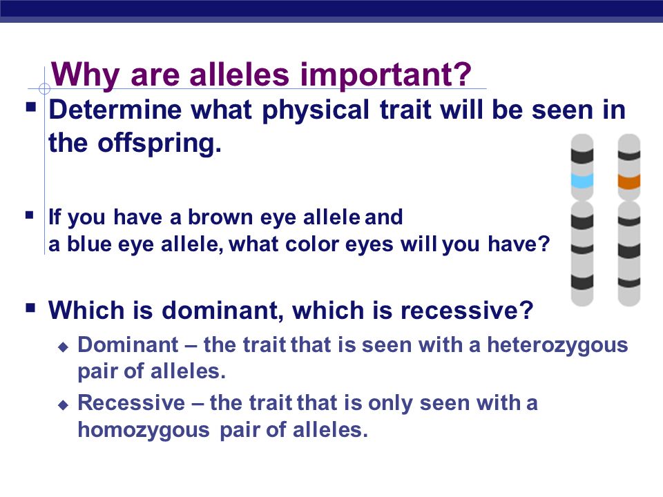 Why are alleles important.  Determine what physical trait will be seen in the offspring.